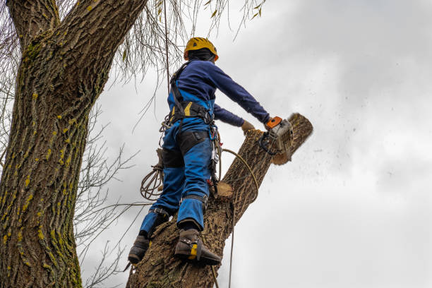 Best Tree Mulching  in Aberdeen, SD