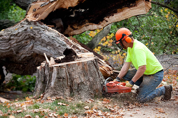 Best Tree Health Inspection  in Aberdeen, SD