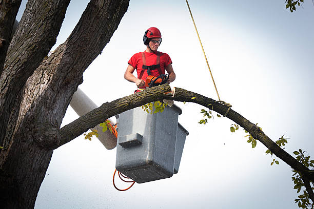 Best Tree Trimming and Pruning  in Aberdeen, SD