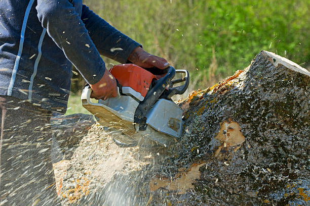 Best Leaf Removal  in Aberdeen, SD