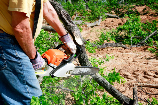 Best Tree Preservation Services  in Aberdeen, SD